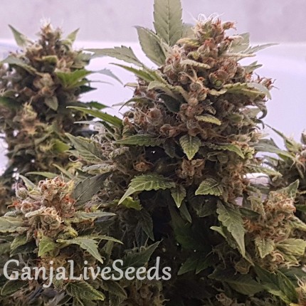Auto Big Devil feminised GanjaLiveSeeds
