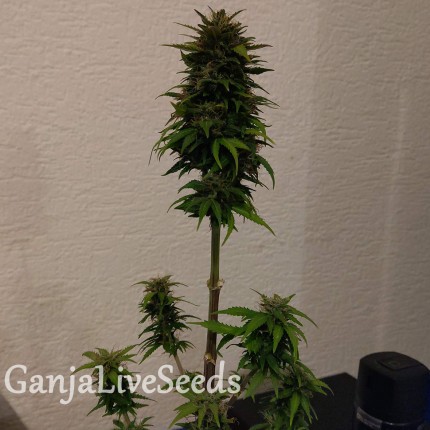 Auto AK 49 feminised GanjaLiveSeeds