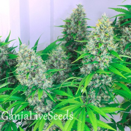 Auto Kali Mist feminised Ganja Seeds