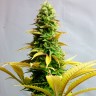 масло семян конопли Critical CBG feminised Ganja Seeds