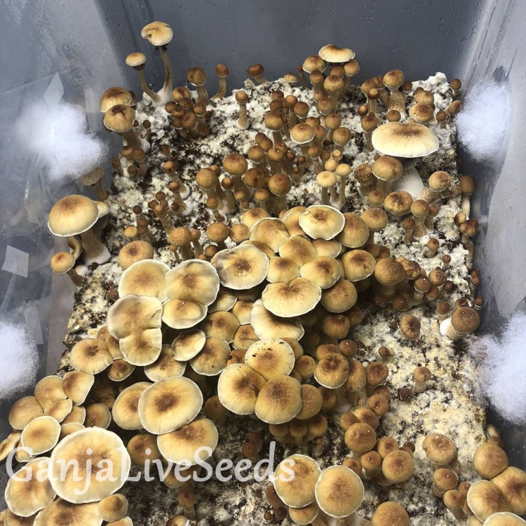 Shrooly: может выращивать дома грибы, которые нельзя собрать