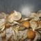 купить качественные отпечатки псилоцибиновых грибов Golden Teacher