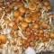 купить качественные споры псилоцибиновых грибов Golden Teacher