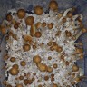 купить взвесь псилоцибиновых грибов Tapalpa в Украине