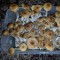 заказ оттиск псилоцибиновых грибов Tapalpa Украина