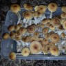 заказ оттиск псилоцибиновых грибов Tapalpa Украина