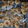 купить качественные споры псилоцибиновых грибов Tapalpa