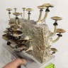 заказ споры псилоцибиновых грибов Tapalpa
