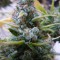 Семена марихуаны Auto Mix feminised Ganja Seeds