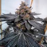 семена конопли из голландии Dos-Si-Dos feminised Ganja Seeds