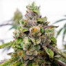 заказать семена конопли почтой Dos-Si-Dos feminised Ganja Seeds