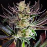 семена конопли прорасти Dos-Si-Dos feminised Ganja Seeds