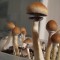 купить споры псилоцибиновых грибов Hawaii