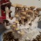 купить качественные споры псилоцибиновых грибов Hawaii