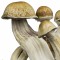 заказать качественные споры псилоцибиновых грибов Hawaii