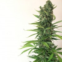 Auto White Goblin feminised Ganja Seeds