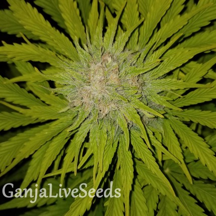 Auto Bubble Gum feminised GanjaLiveSeeds