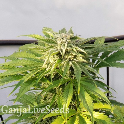 Auto Bubble Gum feminised GanjaLiveSeeds