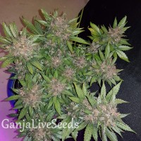 Auto Dark Devil feminised GanjaLiveSeeds