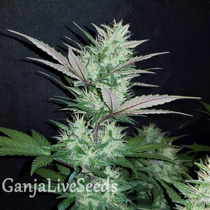 Auto Dark Devil feminised GanjaLiveSeeds