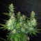 семена марихуаны Auto Dark Devil feminised Ganja Live Seeds