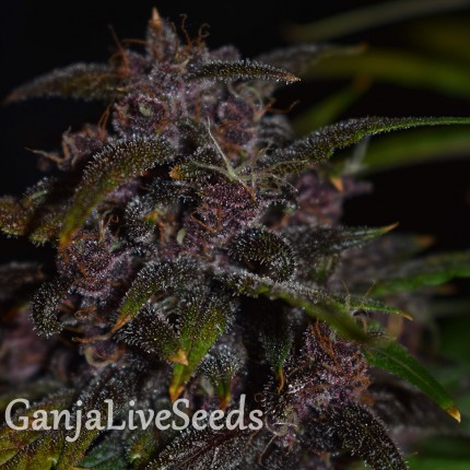 Auto Blackberry Kush feminised Ganja Seeds