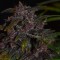 Недорогие семена конопли Auto Blackberry Kush feminised Ganja Seeds