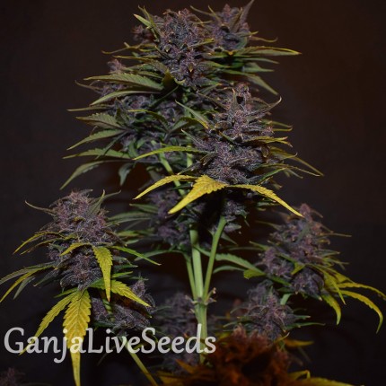 Auto Blackberry Kush feminised Ganja Seeds
