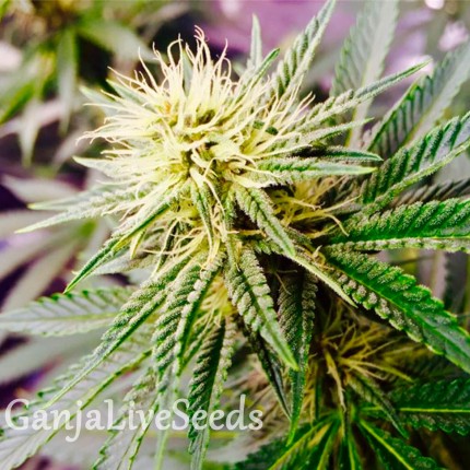 Auto AK feminised GanjaLiveSeeds