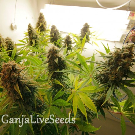 Auto AK feminised GanjaLiveSeeds