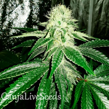 Auto AK feminised GanjaLiveSeeds