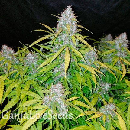 Auto Snow Queen feminised GanjaLiveSeeds