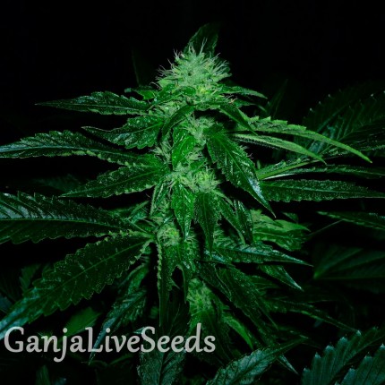 OG Kush feminised GanjaLiveSeeds