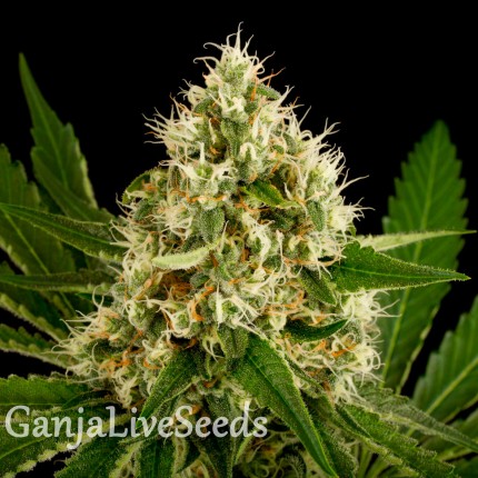 OG Kush feminised GanjaLiveSeeds
