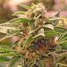 купить семена конопли недорого Grapefruit CBD feminised Ganja Seeds