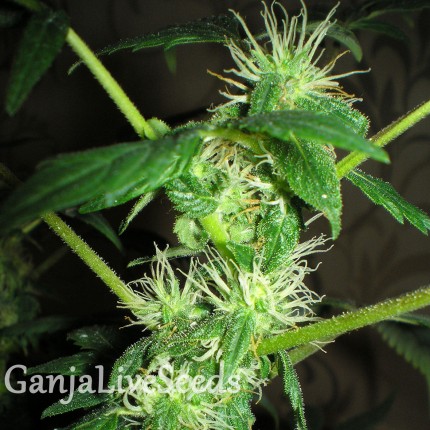 Auto Big Bang feminised GanjaLiveSeeds