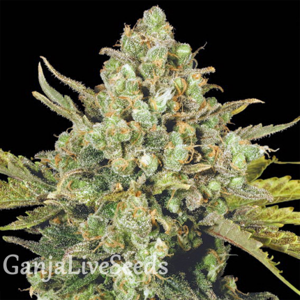 White Widow regular Ganja Seeds