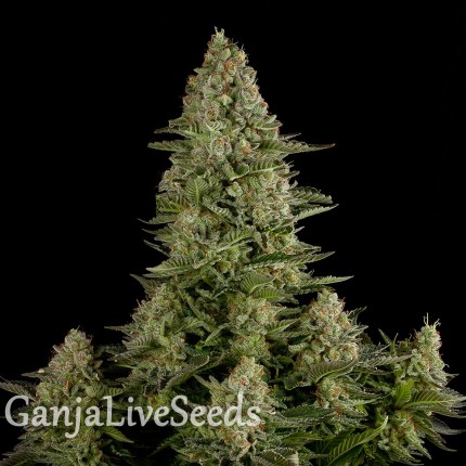 White Widow regular Ganja Seeds