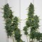 заказ семян конопли White Widow regular