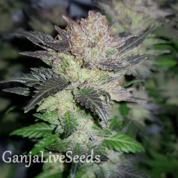 Auto Critical Plus feminised GanjaLiveSeeds