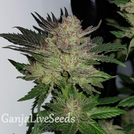 Auto Critical Plus feminised GanjaLiveSeeds