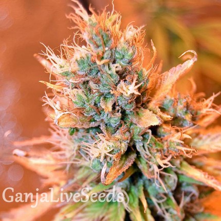 Blue feminised Ganja Seeds