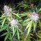 Недорогие семена марихуаны Auto Blue Amnesia feminised Ganja Seeds