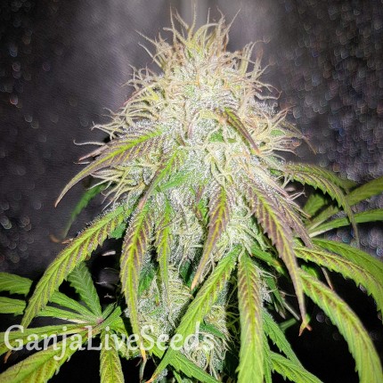 Auto Blue Amnesia feminised Ganja Seeds