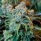 Семена марихуаны Auto Opium feminised GanjaLiveSeeds