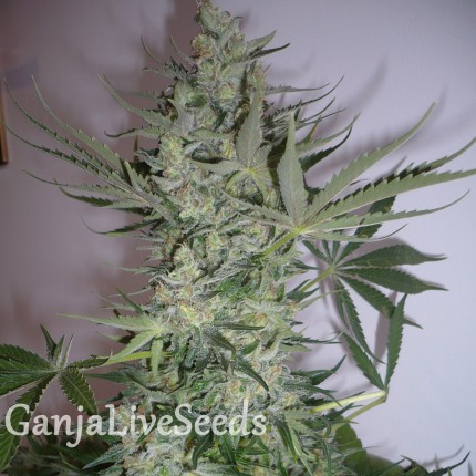 AK feminised GanjaLiveSeeds