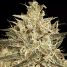 семенам конопли Atomical Haze feminised Ganja Seeds