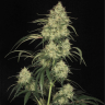 купить семена конопли Atomical Haze feminised Ganja Seeds