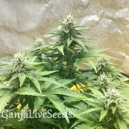 Auto Diesel feminised GanjaLiveSeeds