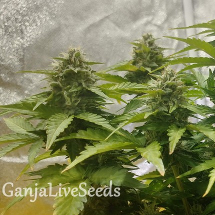 Auto Diesel feminised GanjaLiveSeeds